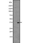 OR2W1 Antibody in Western Blot (WB)