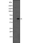 beta Tubulin Antibody in Western Blot (WB)