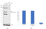 BRD4 Antibody