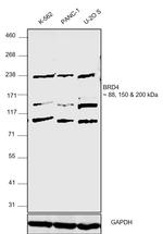 BRD4 Antibody in Western Blot (WB)