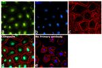 ID1 Antibody in Immunocytochemistry (ICC/IF)