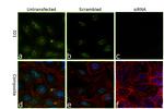 ID1 Antibody