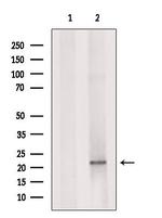 ID1 Antibody in Western Blot (WB)