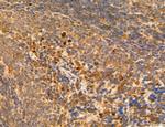 LRP1 Antibody in Immunohistochemistry (Paraffin) (IHC (P))