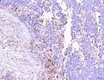 LRP1 Antibody in Immunohistochemistry (Paraffin) (IHC (P))