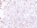 LRP1 Antibody in Immunohistochemistry (Paraffin) (IHC (P))