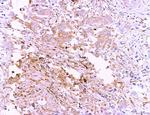 LRP1 Antibody in Immunohistochemistry (Paraffin) (IHC (P))