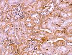 LRP1 Antibody in Immunohistochemistry (Paraffin) (IHC (P))