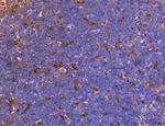 LRP1 Antibody in Immunohistochemistry (Paraffin) (IHC (P))