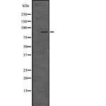 LRP1 Antibody in Western Blot (WB)