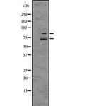 Myb Antibody in Western Blot (WB)