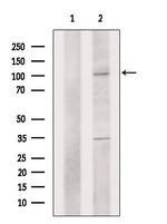 PMEL Antibody in Western Blot (WB)