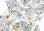 RAB9 Antibody in Immunohistochemistry (Paraffin) (IHC (P))