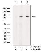 Phospho-DNM1L (Ser637) Antibody in Western Blot (WB)