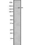 Phospho-LRP6 (Ser1490) Antibody in Western Blot (WB)