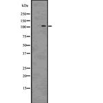 TAF4 Antibody in Western Blot (WB)