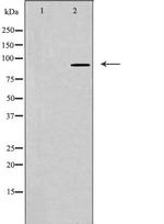 BCAR3 Antibody in Western Blot (WB)