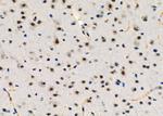 TOP3B Antibody in Immunohistochemistry (Paraffin) (IHC (P))