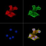 UBF-1 Antibody in Immunocytochemistry (ICC/IF)