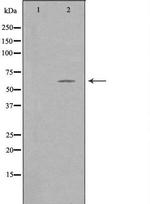 TFE3 Antibody in Western Blot (WB)