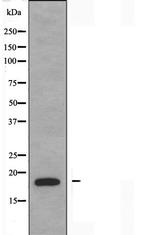 NBL1 Antibody in Western Blot (WB)