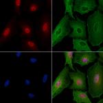 C/EBP gamma Antibody in Immunocytochemistry (ICC/IF)