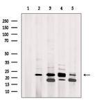 C/EBP gamma Antibody in Western Blot (WB)