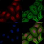 SRSF3 Antibody in Immunocytochemistry (ICC/IF)