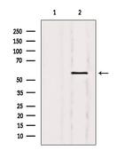 Nuclear Factor 1 Antibody in Western Blot (WB)