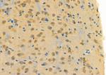 ELAVL2 Antibody in Immunohistochemistry (Paraffin) (IHC (P))