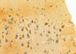 ELAVL2 Antibody in Immunohistochemistry (Paraffin) (IHC (P))