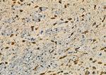 TCOF1 Antibody in Immunohistochemistry (Paraffin) (IHC (P))