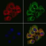 TRIM25 Antibody in Immunocytochemistry (ICC/IF)