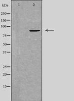 TAF5 Antibody in Western Blot (WB)