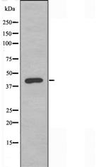 MAPKAPK3 Antibody in Western Blot (WB)