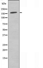 MAGI2 Antibody in Western Blot (WB)