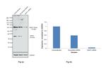 SIAH1 Antibody