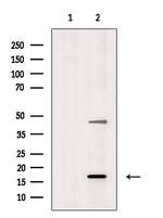 LMO3 Antibody in Western Blot (WB)