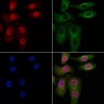 SMARCC2 Antibody in Immunocytochemistry (ICC/IF)