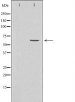 GRK7 Antibody in Western Blot (WB)