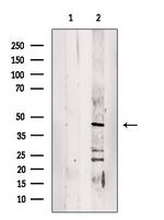 DPF2 Antibody in Western Blot (WB)