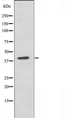 ISL2 Antibody in Western Blot (WB)