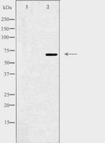 ZNF668 Antibody in Western Blot (WB)