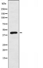 BLZF1 Antibody in Western Blot (WB)