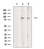 SEMA4A Antibody in Western Blot (WB)