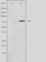 ARNT2 Antibody in Western Blot (WB)