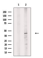 14-3-3 eta Antibody in Western Blot (WB)