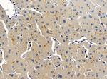 AVEN Antibody in Immunohistochemistry (Paraffin) (IHC (P))