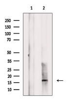 CD160 Antibody in Western Blot (WB)