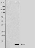 COX17 Antibody in Western Blot (WB)